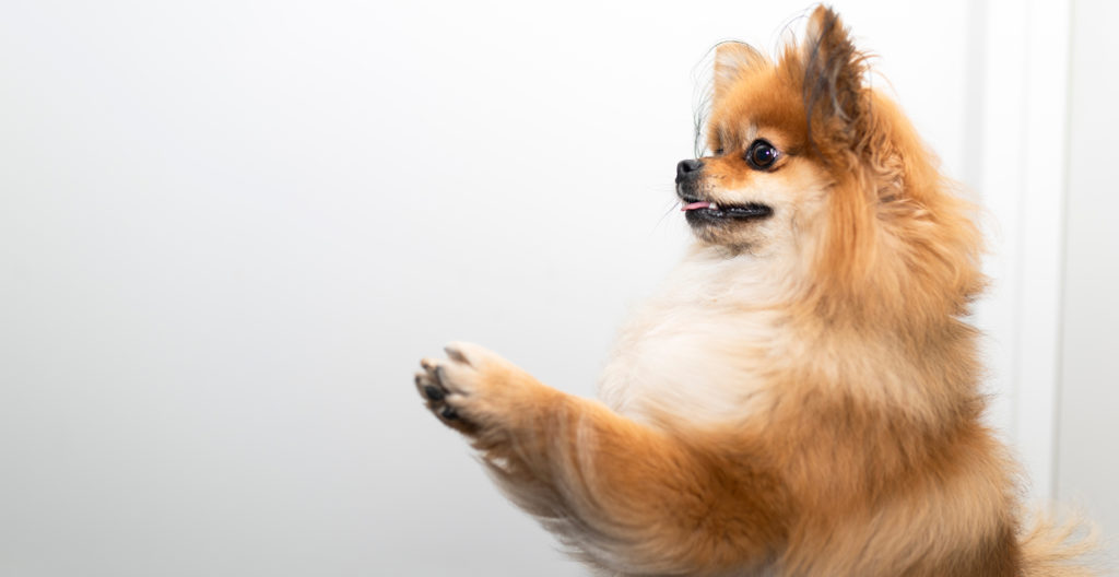 pomeranian-standing