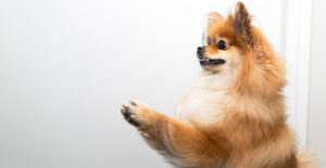 pomeranian-standing