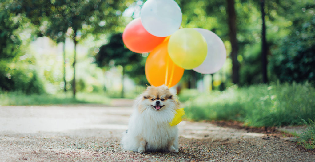 pomeranian-with-baloons
