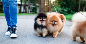 pomeranians-walking