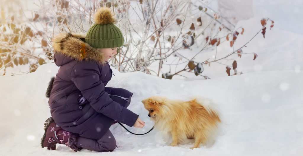 pomeranina--in-the-snow