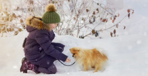 pomeranina--in-the-snow