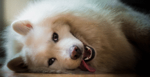 samoyed-about