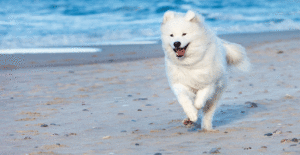 samoyed-exercise