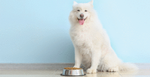 samoyed-feeding