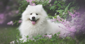 samoyed-gallery