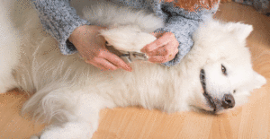 samoyed-grooming