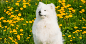 samoyed-header