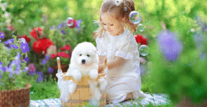 samoyed with litle girl personality