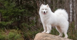 samoyed-size