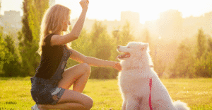 samoyed-training