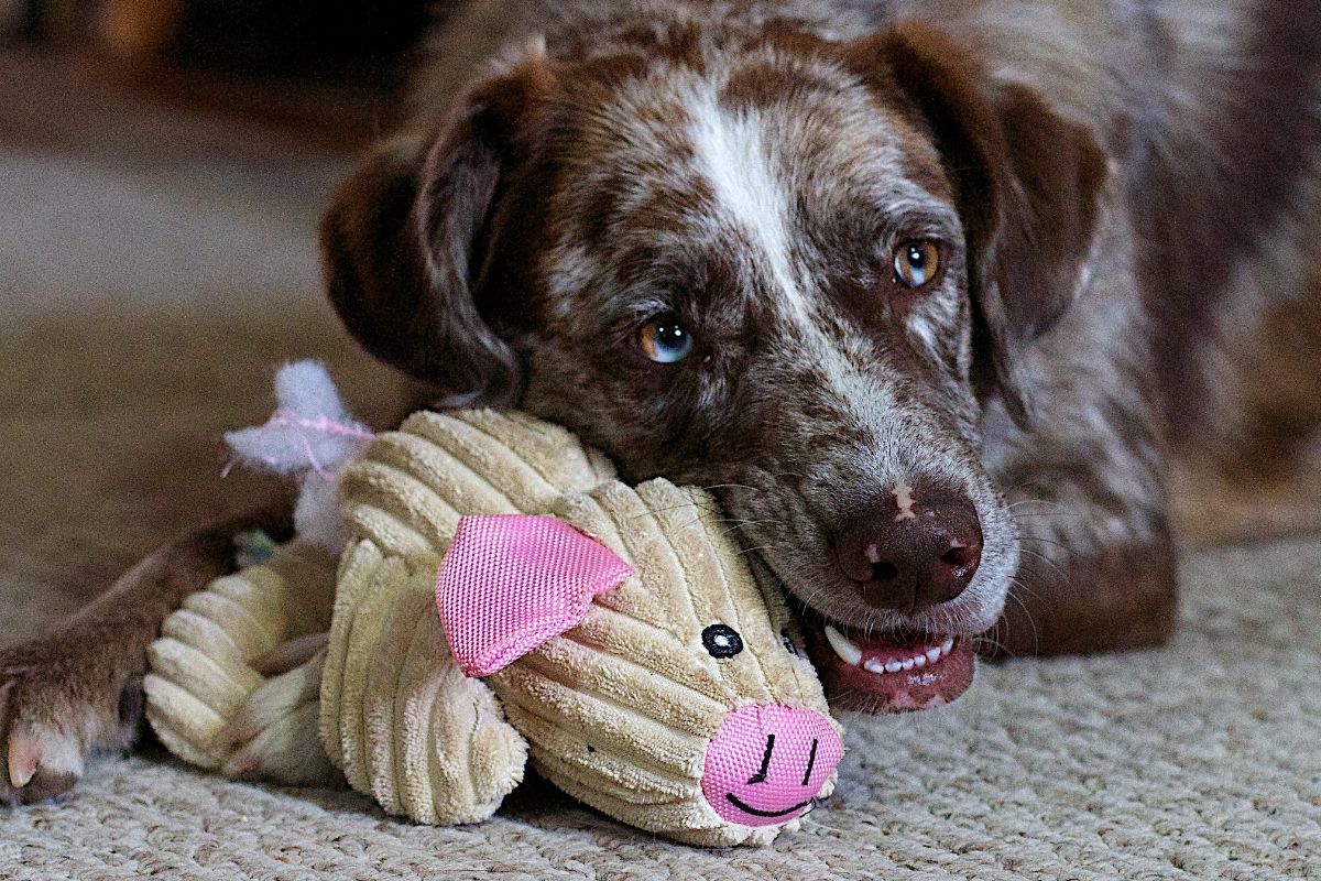 Use Toys And Treats For Your Crate Training and How Do You Crate Train a Rescue Dog?