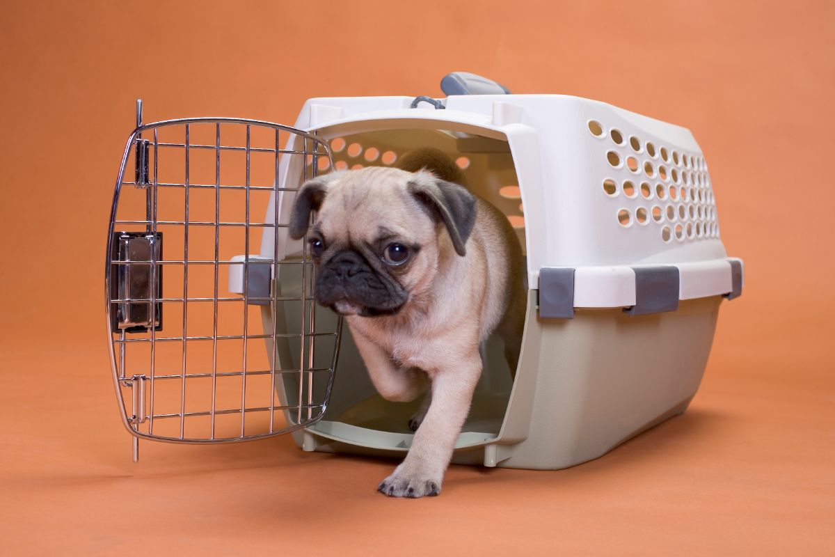 Travel Dog Crates